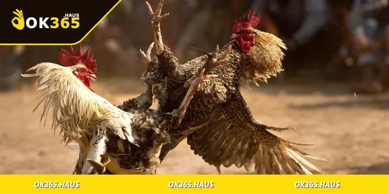 Các bí quyết thực tế giúp chơi đá gà hiệu quả