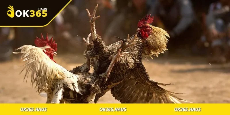 Các loại đá gà phổ biến và cách tham gia đúng chuẩn