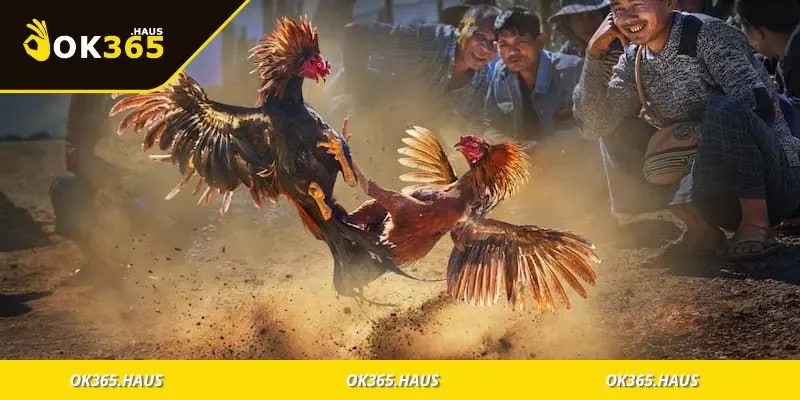 Chiến kê được xác định màu mạng trước trận đấu