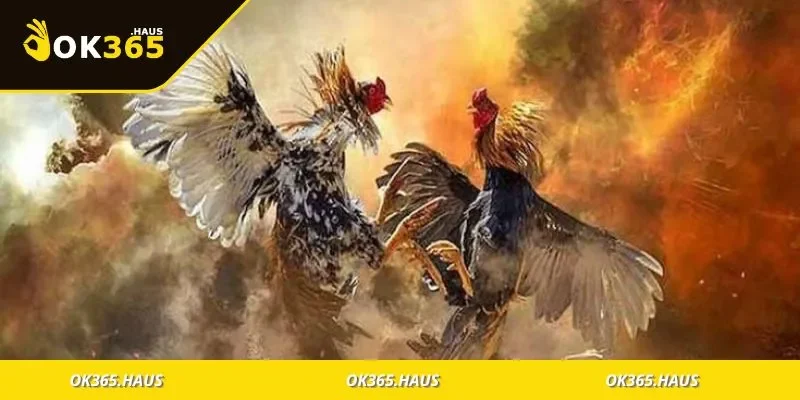 Cộng đồng yêu thích đá gà thomo giao lưu tại khán đài