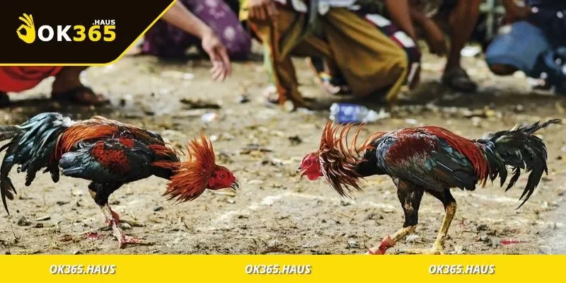 Giới thiệu đá gà OK365 và lý do thu hút đông đảo người chơi