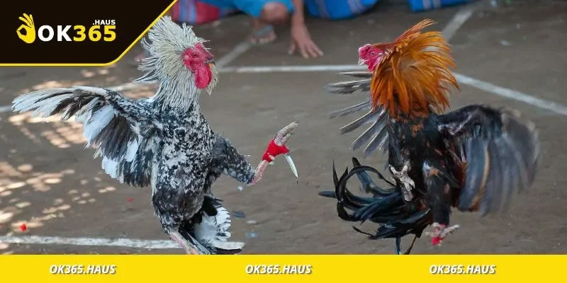 Giới thiệu hình thức đá gà cựa sắt và điểm đặc biệt