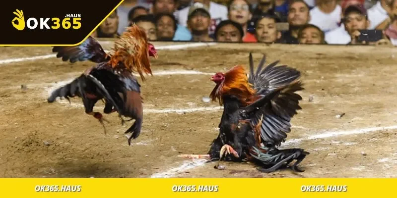 Trận đá gà thomo đỉnh cao đang diễn ra kịch tính